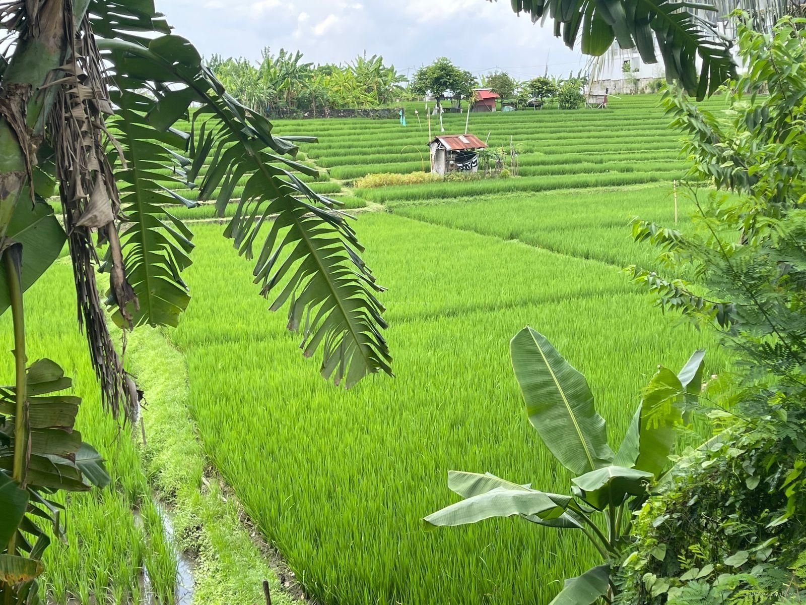 Tanah Raya Babakan Canggu Badung