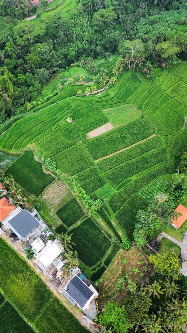 Brand New Villa Rice Field View Singakerta Ubud Gianyar