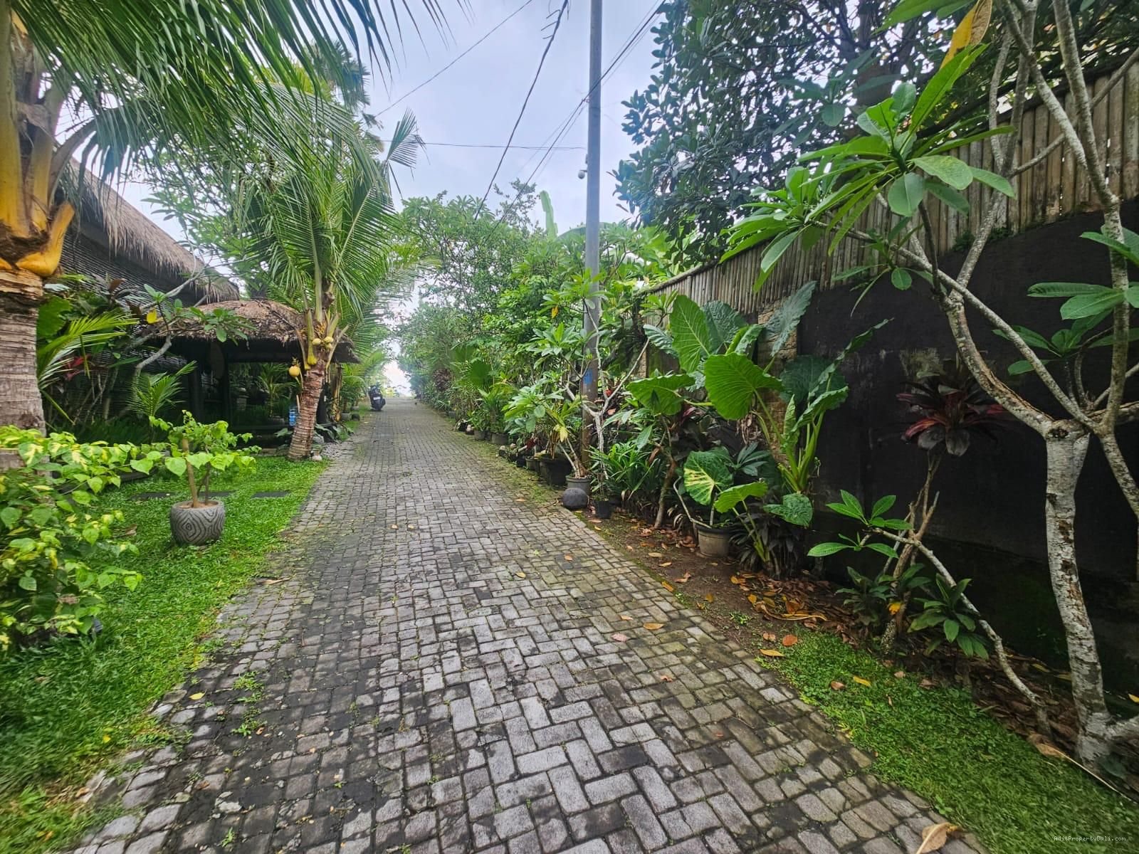 Tanah padonan canggu