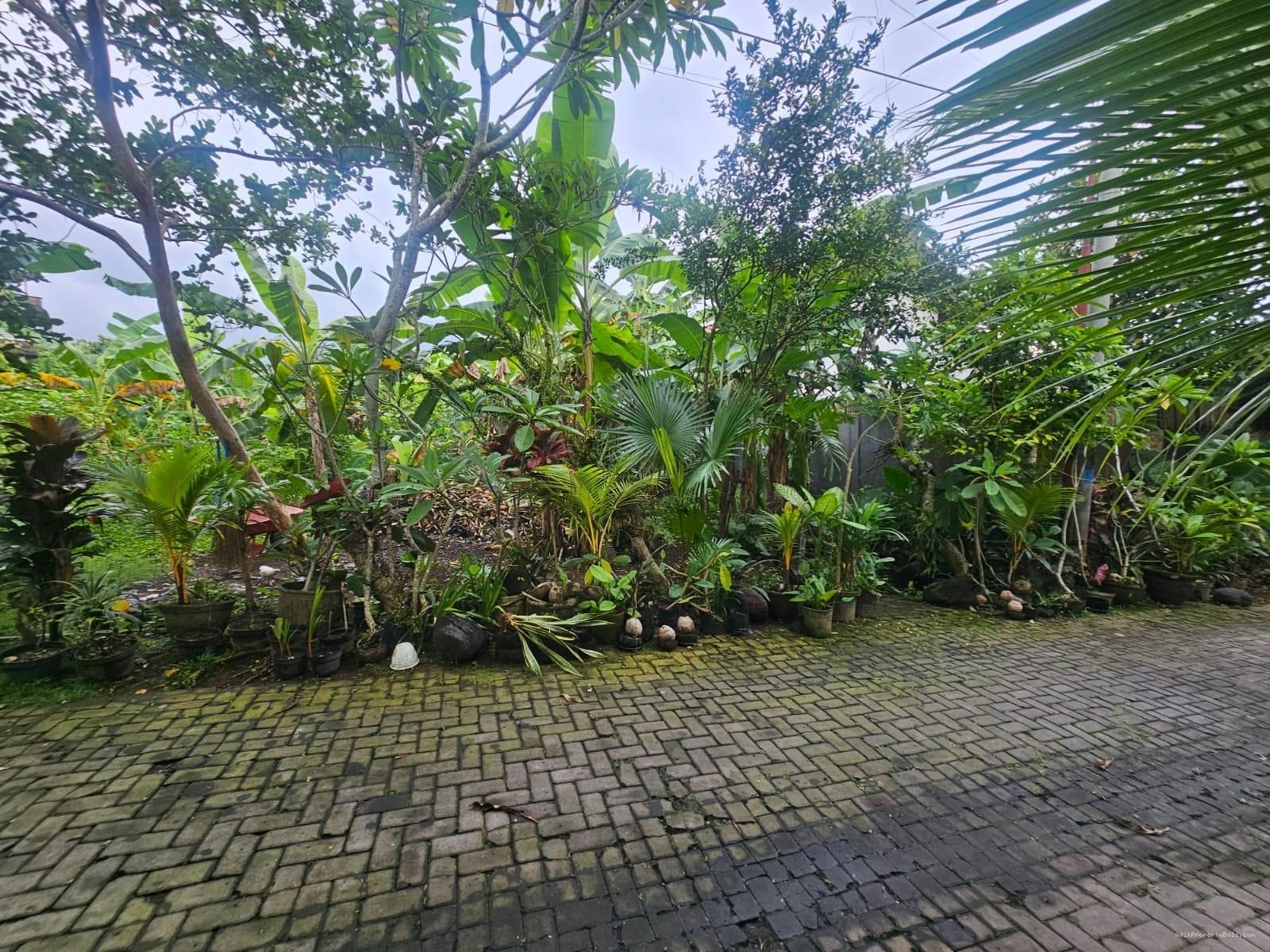 Tanah padonan canggu