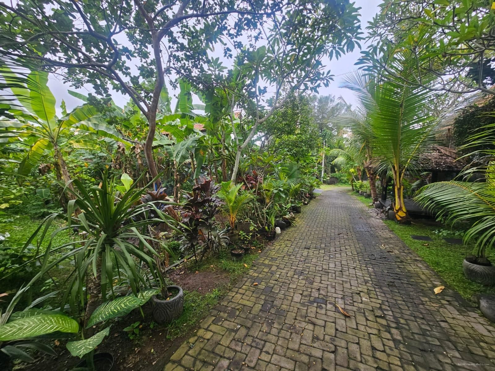 Tanah padonan canggu