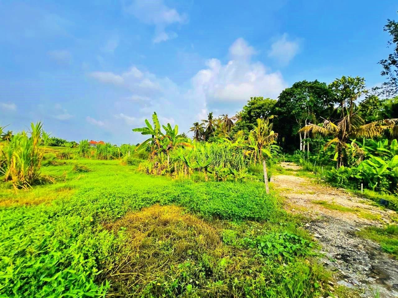 Tanah View Sawah Pantai Nyanyi Kediri Tabanan