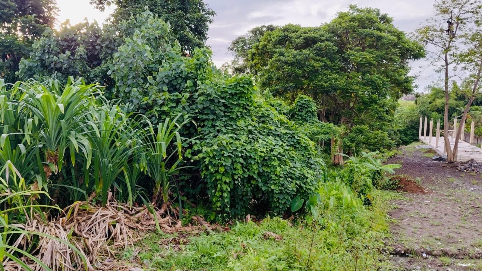 Tanah raya tumbak bayuh mengwi