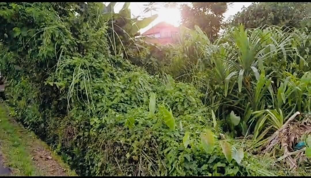 Tanah raya tumbak bayuh mengwi