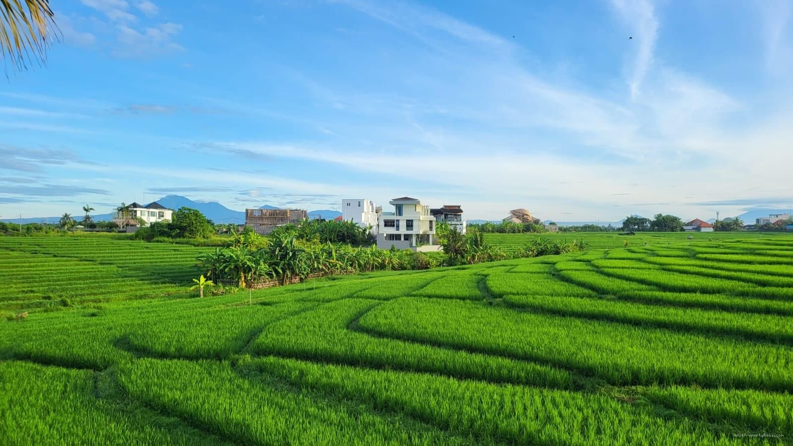 Villa Rice field view cemagi