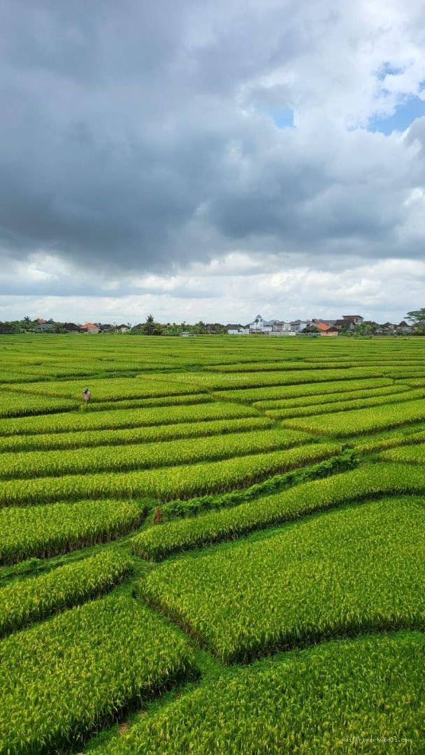 Villa Rice field view cemagi