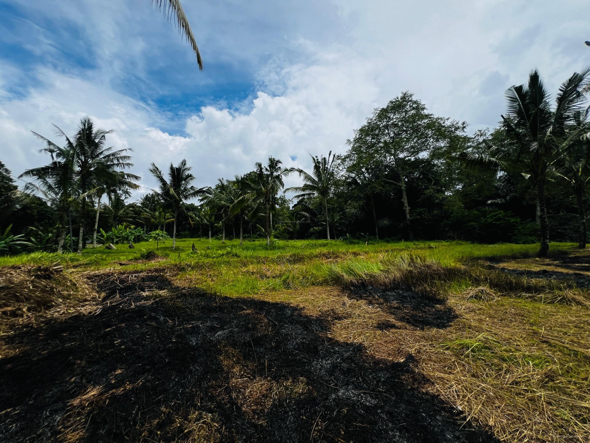 Tanah murah jungle payangan ubud