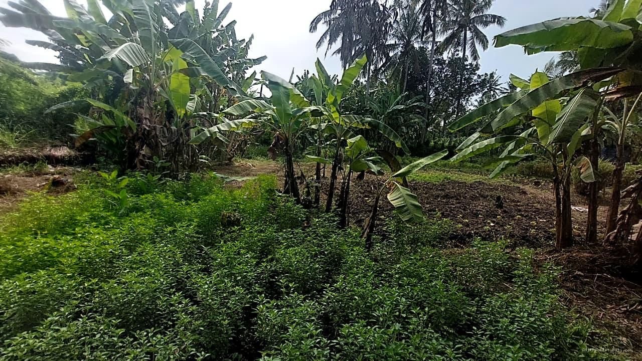 Tanah Los Sungai Kedungu Kediri Tabanan Bali
