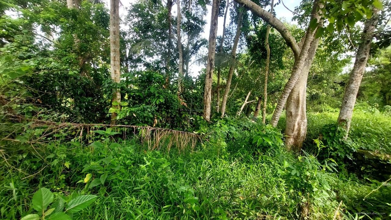 Tanah Los Sungai Kedungu Kediri Tabanan Bali