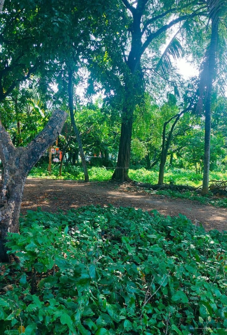 Tanah Murah Beach Front Kubutambahan Buleleng Singaraja Bali