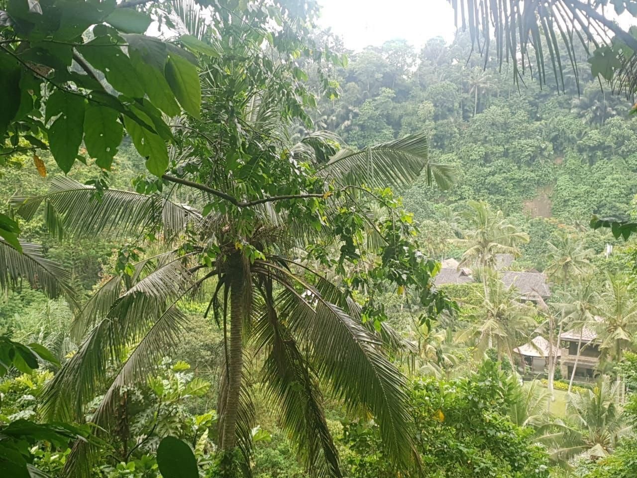 Tanah Los Sungai Kedewatan Ubud Gianyar
