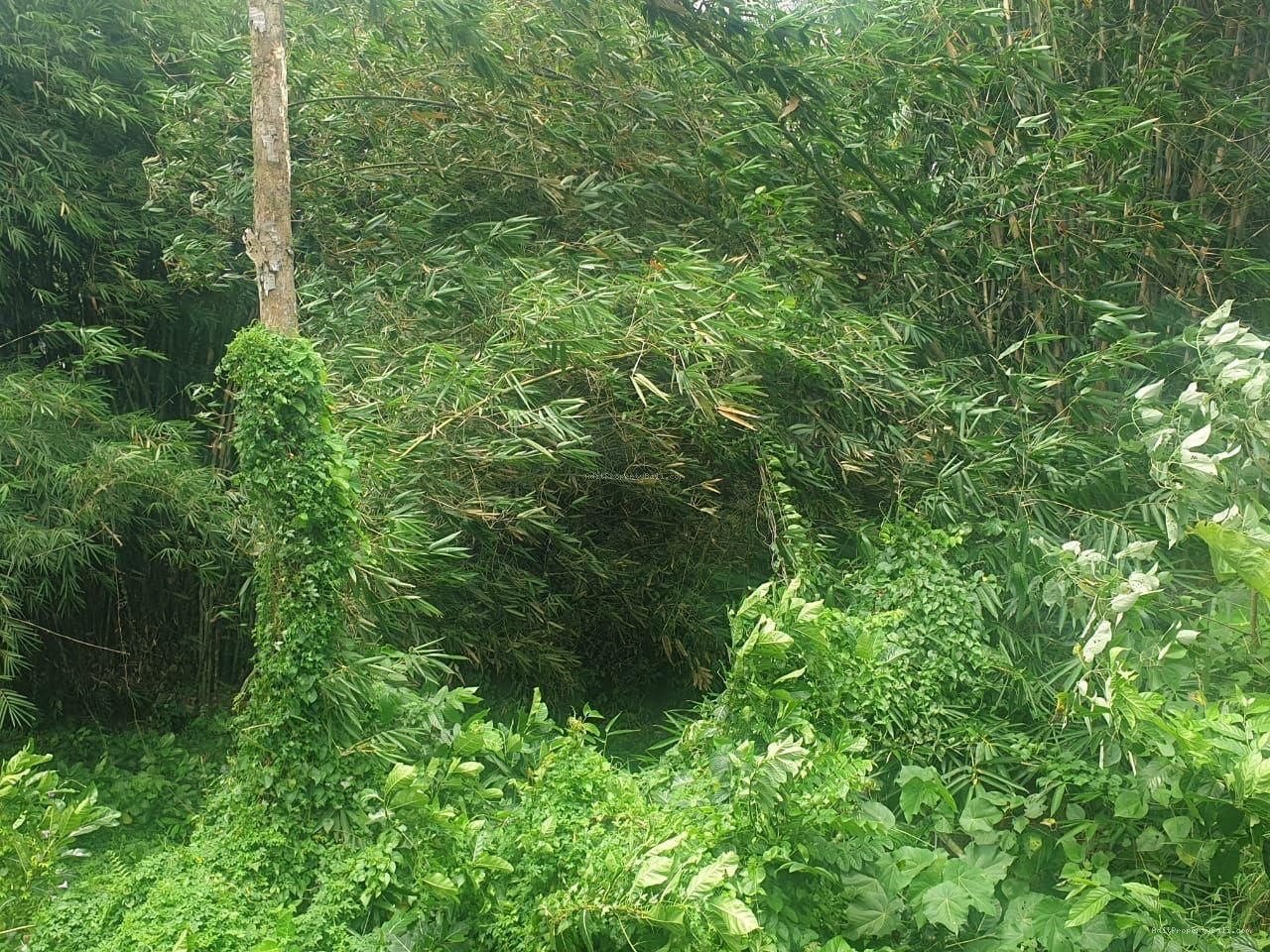 Tanah Los Sungai Kedewatan Ubud Gianyar