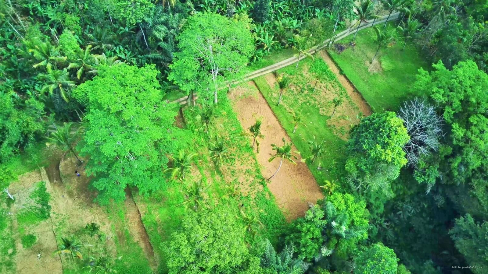 Tanah jungle payangan ubud bali
